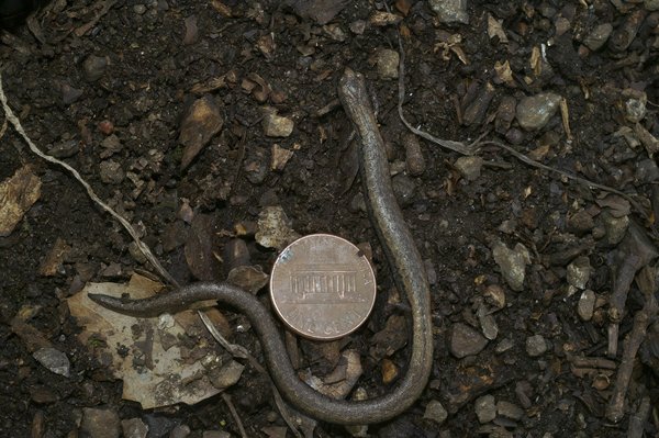 Fortnite vs PUBG, lequel est le meilleur ?